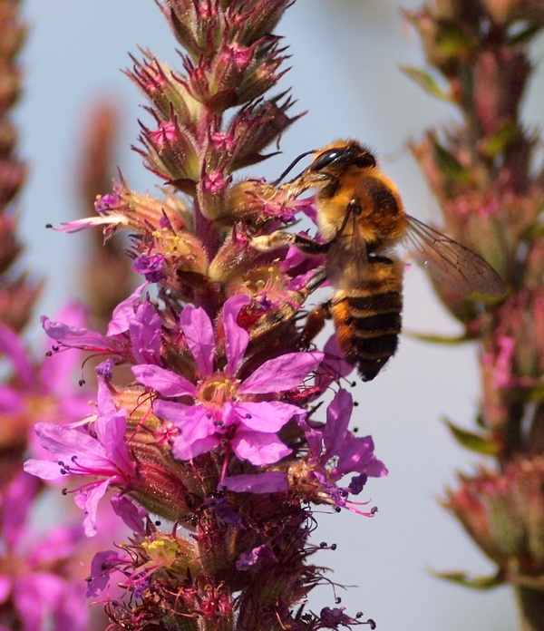 Megachile sp.